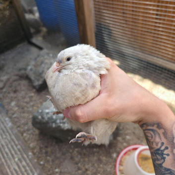 Japanese quail X4 males