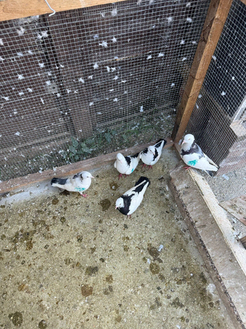 Armenian pigeons