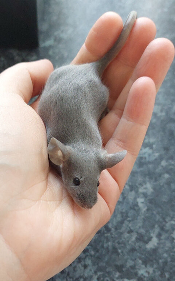 Fancy Mice - blue self, males only.
