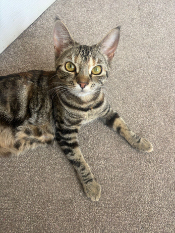 Last tabby boy