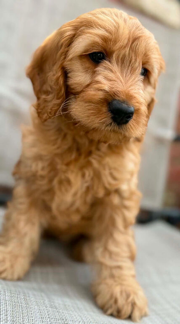 Stunning female cockapoo