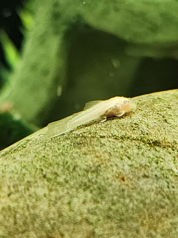 Albino pleco for sale
