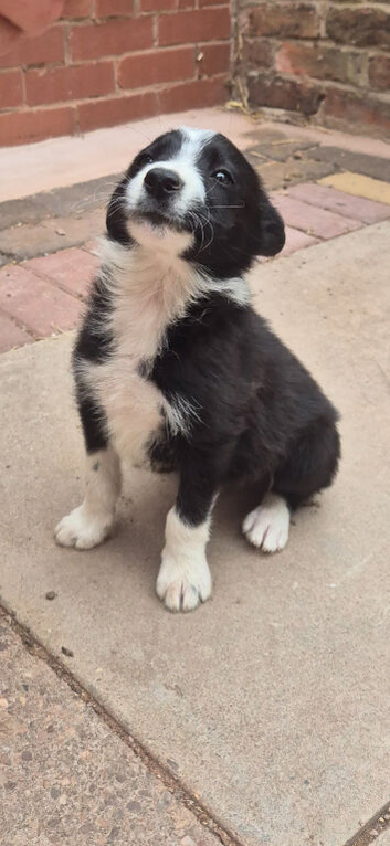 Border collie puppies