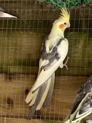 Cockatiels 9 weeks old