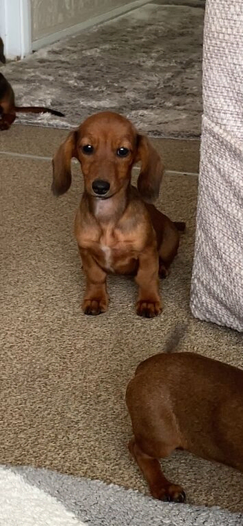Dachshund puppy