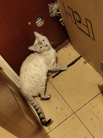 Snow lynx Bengal