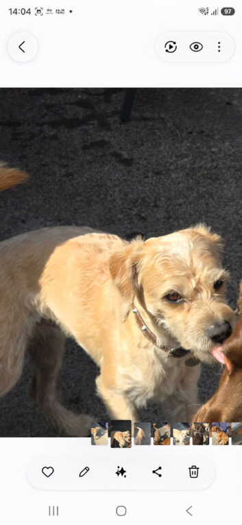 Patterdale cross jackrussel 5 years old