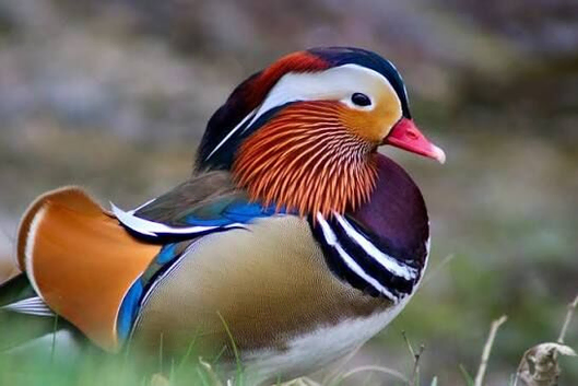 Mandarin & pheasants