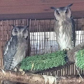 Pair of White Faced Owls