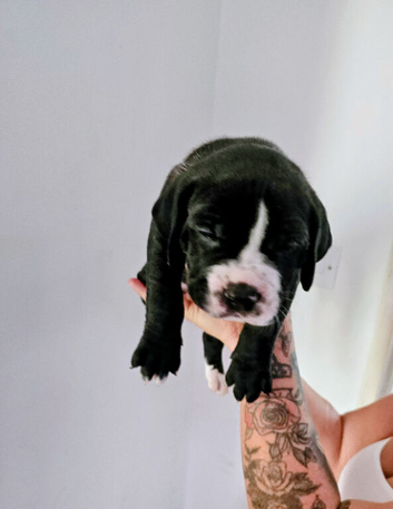 Mastiff/staffy mix