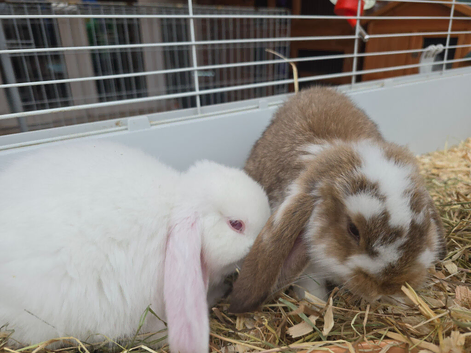 REDUCED!!! Purebred french lops