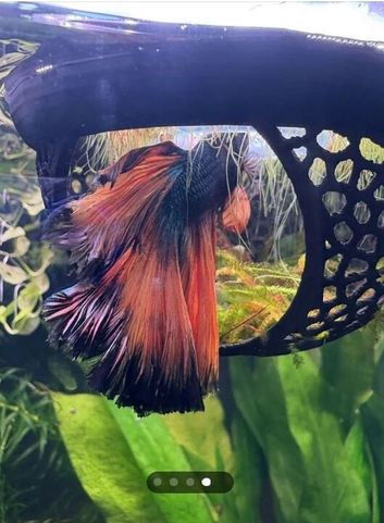 Betta fish Hammocks, Shrimp Hide