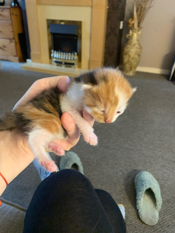 3 gorgeous kittens