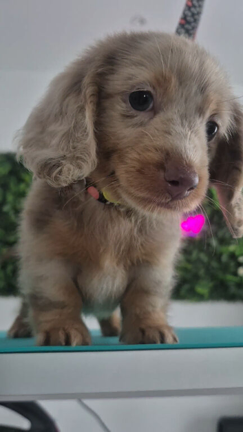 READY NOW KC Long Hair Miniature Dachshund Pups