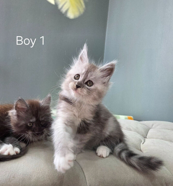 Rare polydactyl kittens