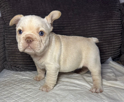 French bulldog puppies ready now!