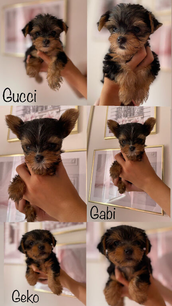 Beautiful small Yorkshire Terrier Pedigree