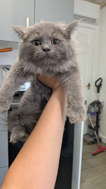 Persian x Ragdoll mix