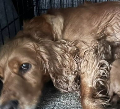 Red cockapoo puppies