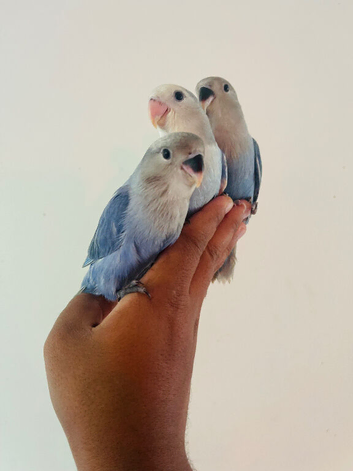 Hand reared lovebirds for sale