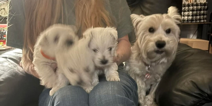 Westie puppies