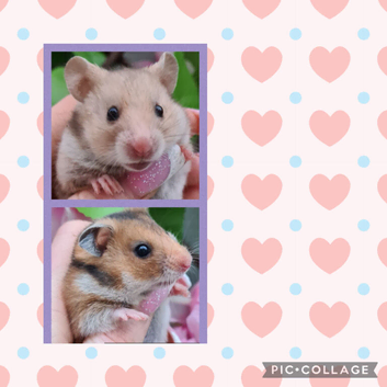 ***Stunning Tame and Loving Natured Baby Hamsters ***