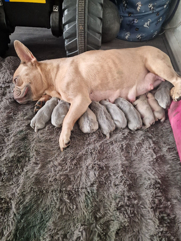 French bulldog puppies