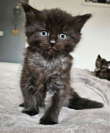 Kittens