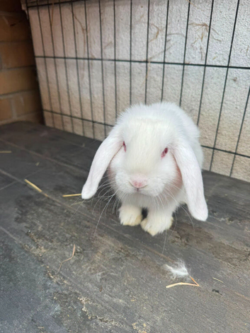 Mini lop Buck