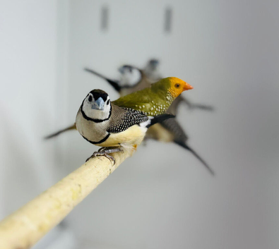 Owl finch