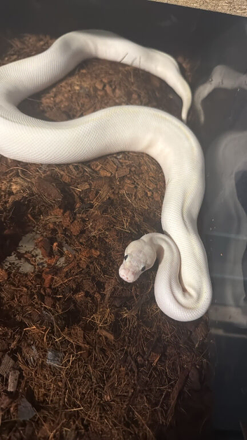 royal pythons +racking