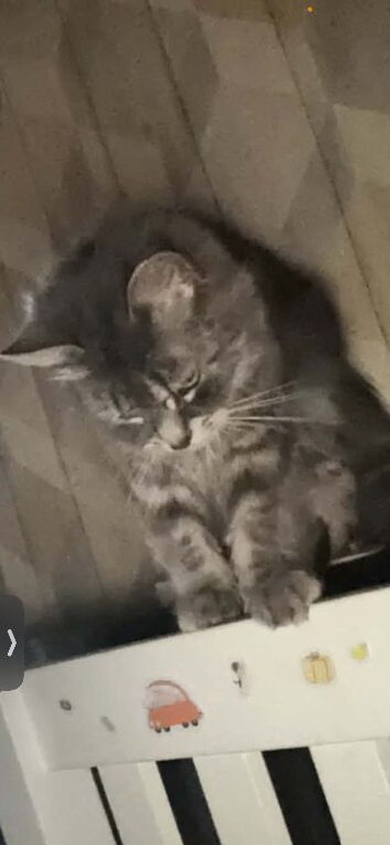 Missing grey fluffy cat