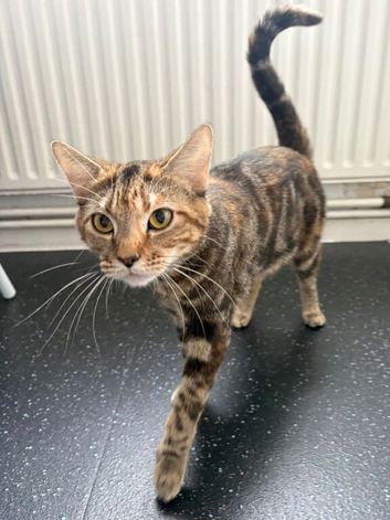 Cats for re home