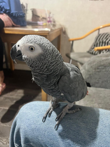 Beautiful female African grey