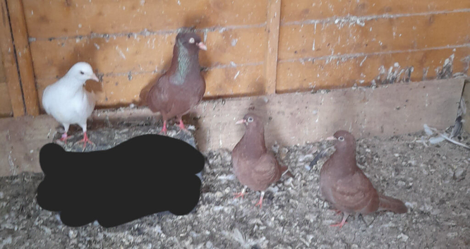 5 pigeons for sale