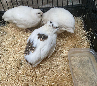 Italian jumbo quails