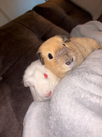 Pair of bonded male guinea pigs