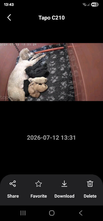 Toy poodle puppies