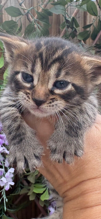 Stunning Snow Bengal x Mainecoon kitten