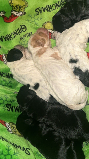 1 week old
