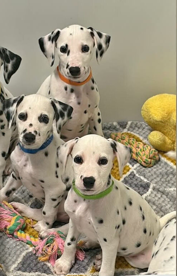 Dalmatian puppys