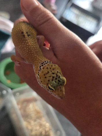 Lepord geko