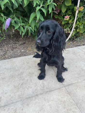 Cocker spaniels