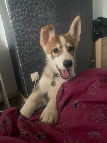 Shepsky boy.