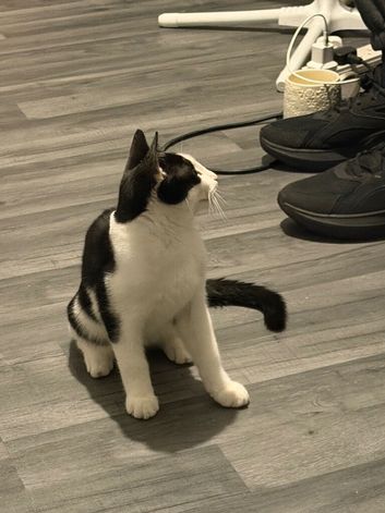 Looking for a loving home for my kitten