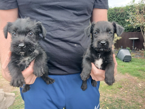 1 boy patterdale terrier pups ready now