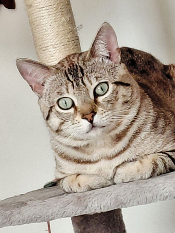Gorgeous Snow Bengal for sale