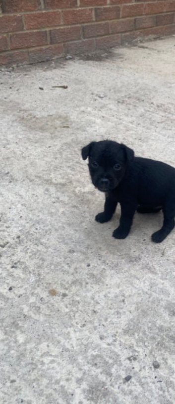 Patterdale puppies