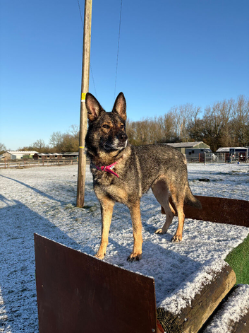 German shepherd