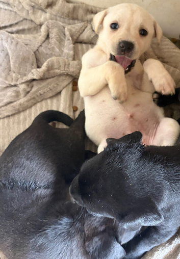 STUNNING PUPPIES LOOKING FOR FOREVER HOMES